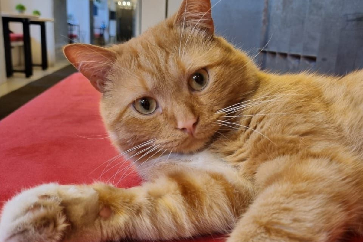 Кот Фрост музй Анны Ахматовой