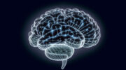 Работа мозга