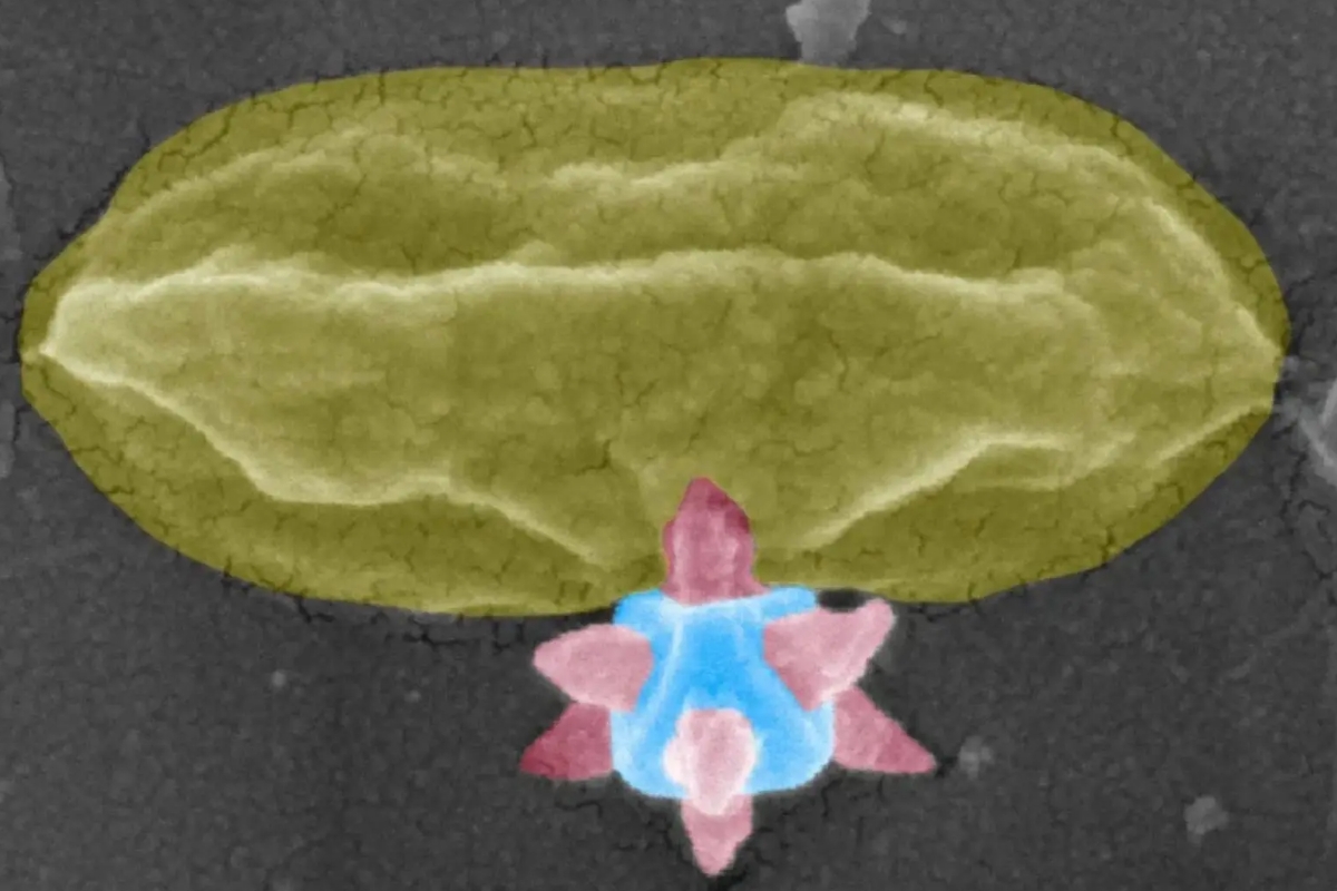 Учёные создали покрытие, которое убивает бактерии, прокалывая их