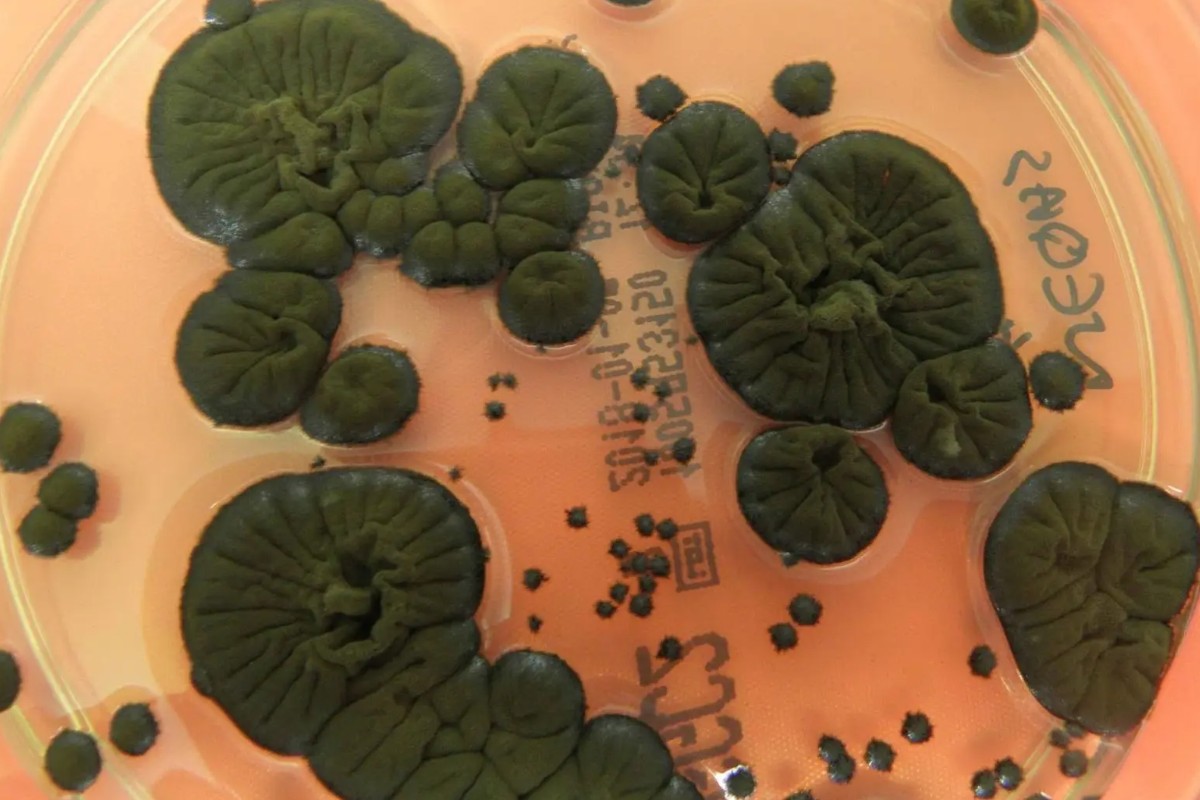 Чернобыльский гриб превращает радиацию в энергию для космоса